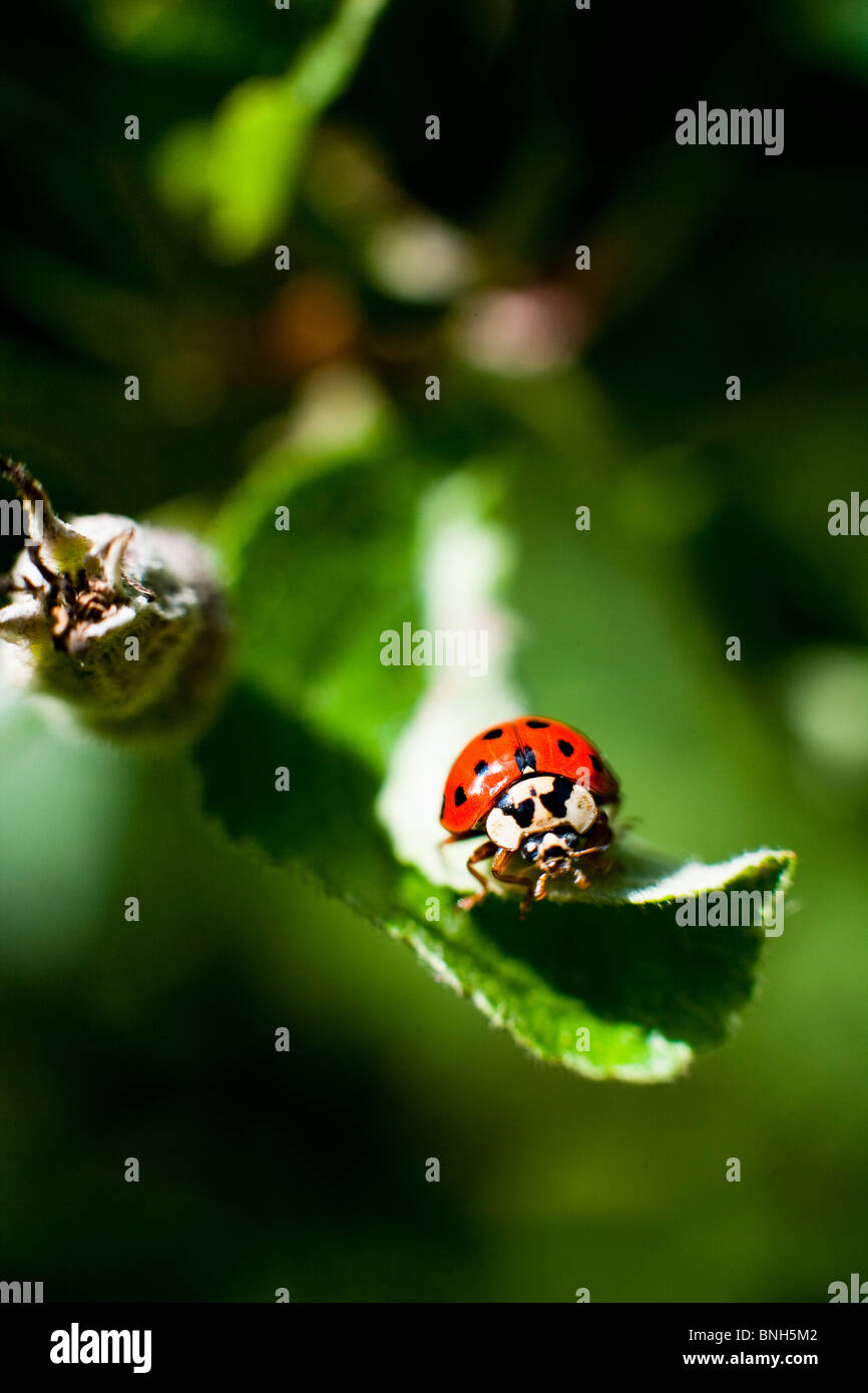 La Coccinelle rouge et noir/ ladybug assis sur une feuille Banque D'Images
