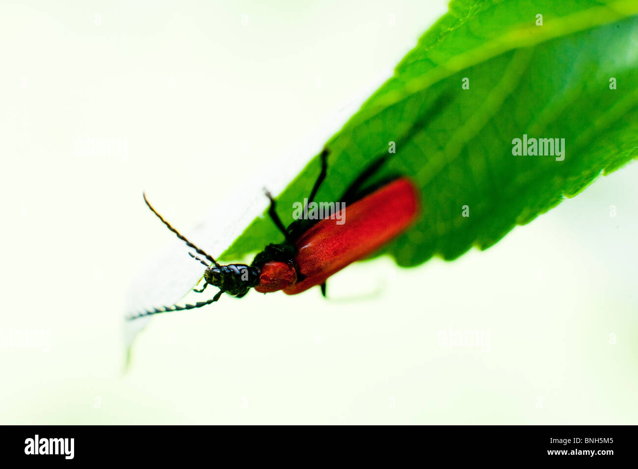 Le red lily beetle, le Dévoreur de Lily, d'insectes rouge Banque D'Images
