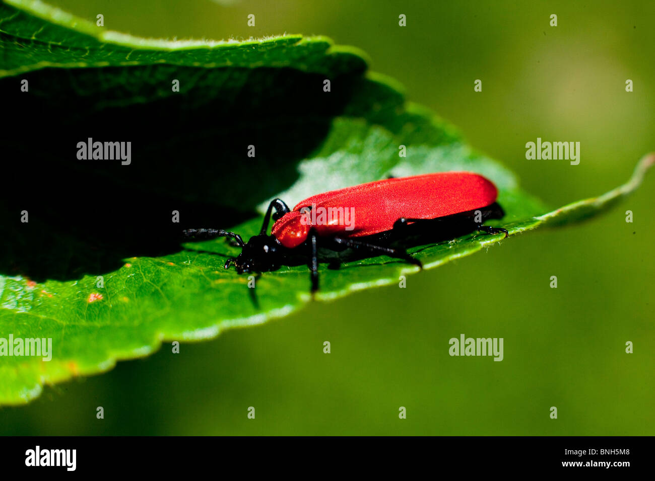 Le red lily beetle, le Dévoreur de Lily, d'insectes rouge Banque D'Images
