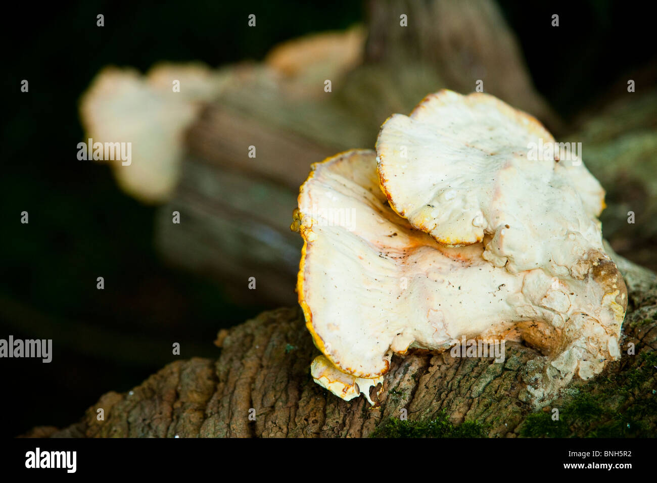 La culture des champignons sur log in la forêt Banque D'Images