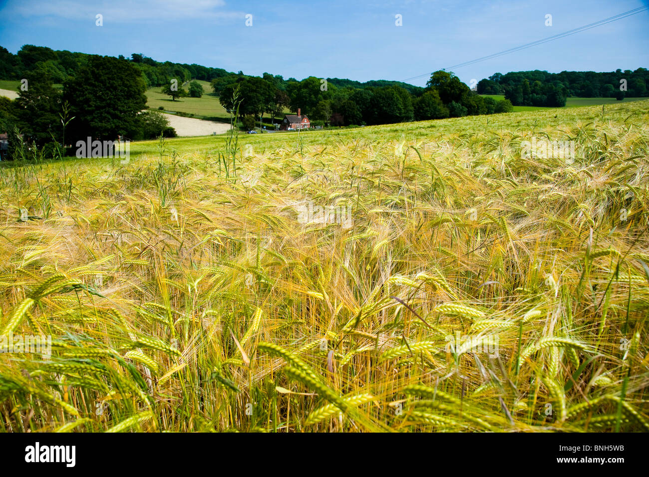 Champs de blé, Kent, Royaume-Uni Banque D'Images