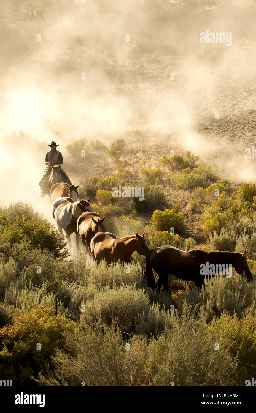 Seule une ligne de guidage cowboy chevaux à travers le désert Banque D'Images