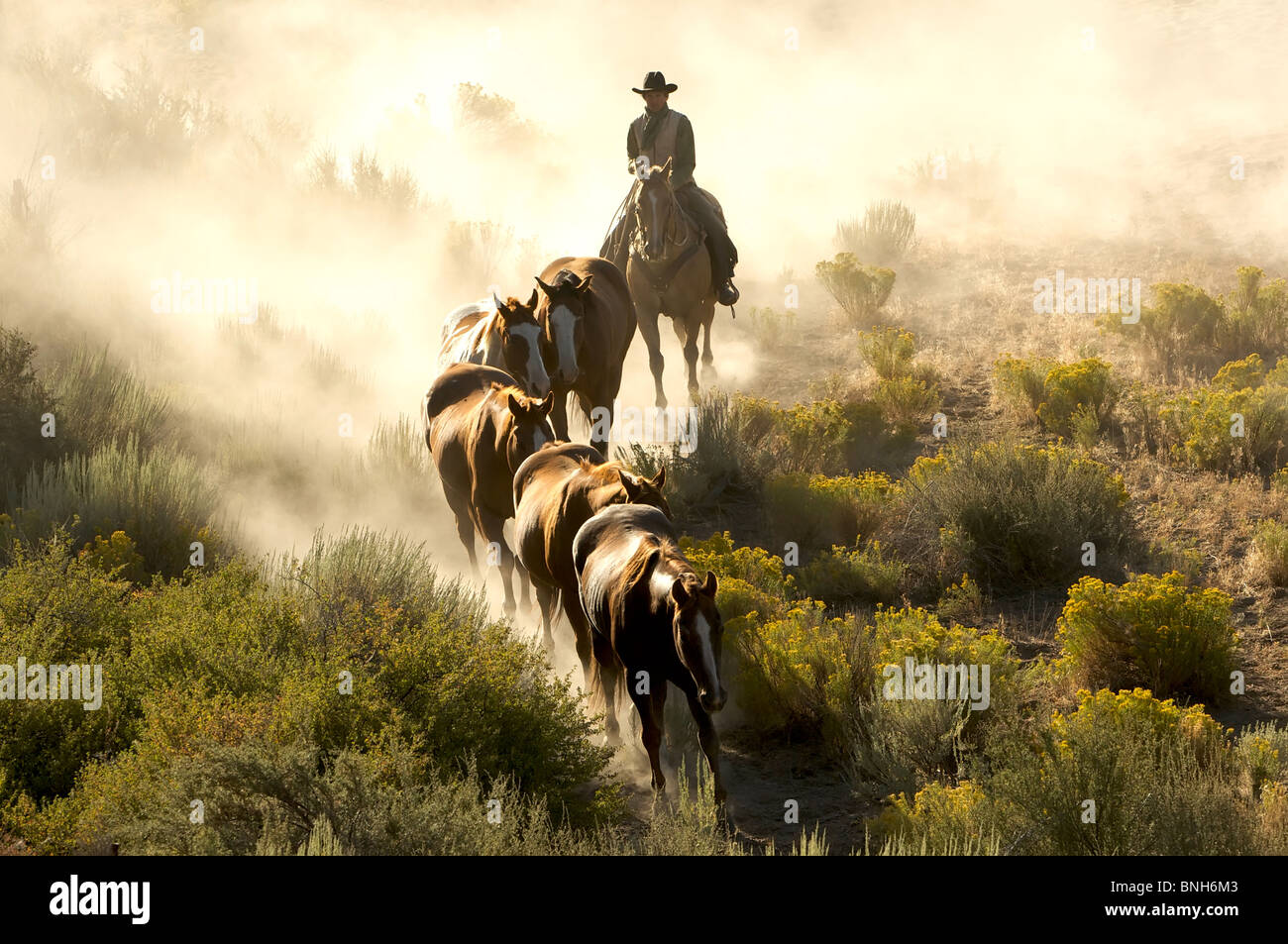 Seule une ligne de guidage cowboy chevaux à travers le désert Banque D'Images