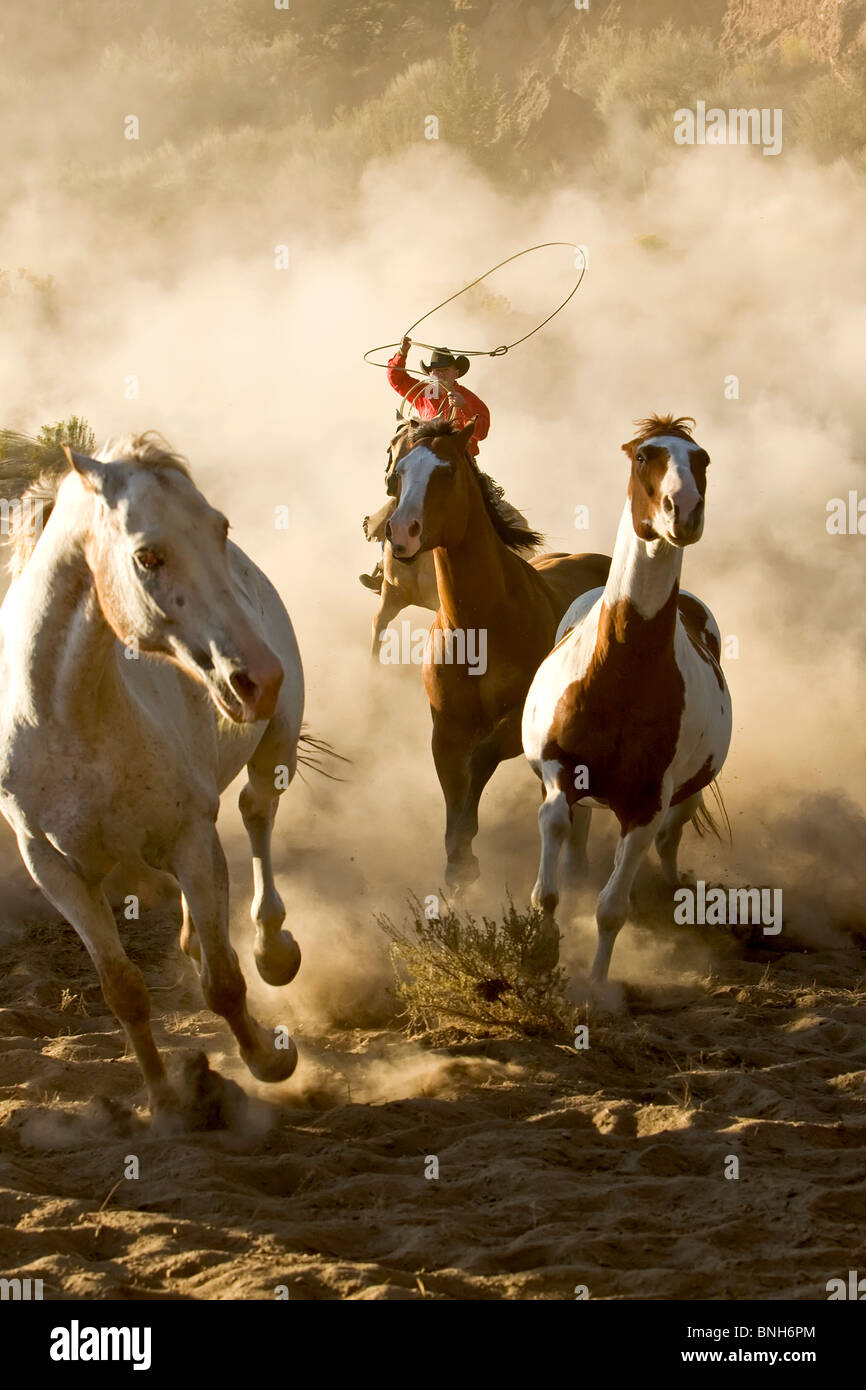 Un Cowboy au lasso et au galop des chevaux sauvages dans le désert Banque D'Images