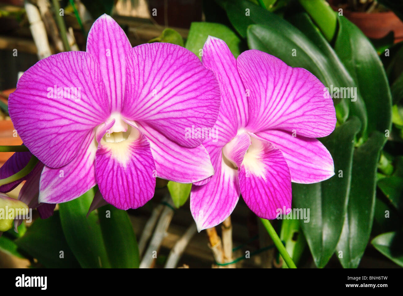 Jardins botaniques et centre naturel du Texas du Sud, Corpus Christi, Texas. Banque D'Images