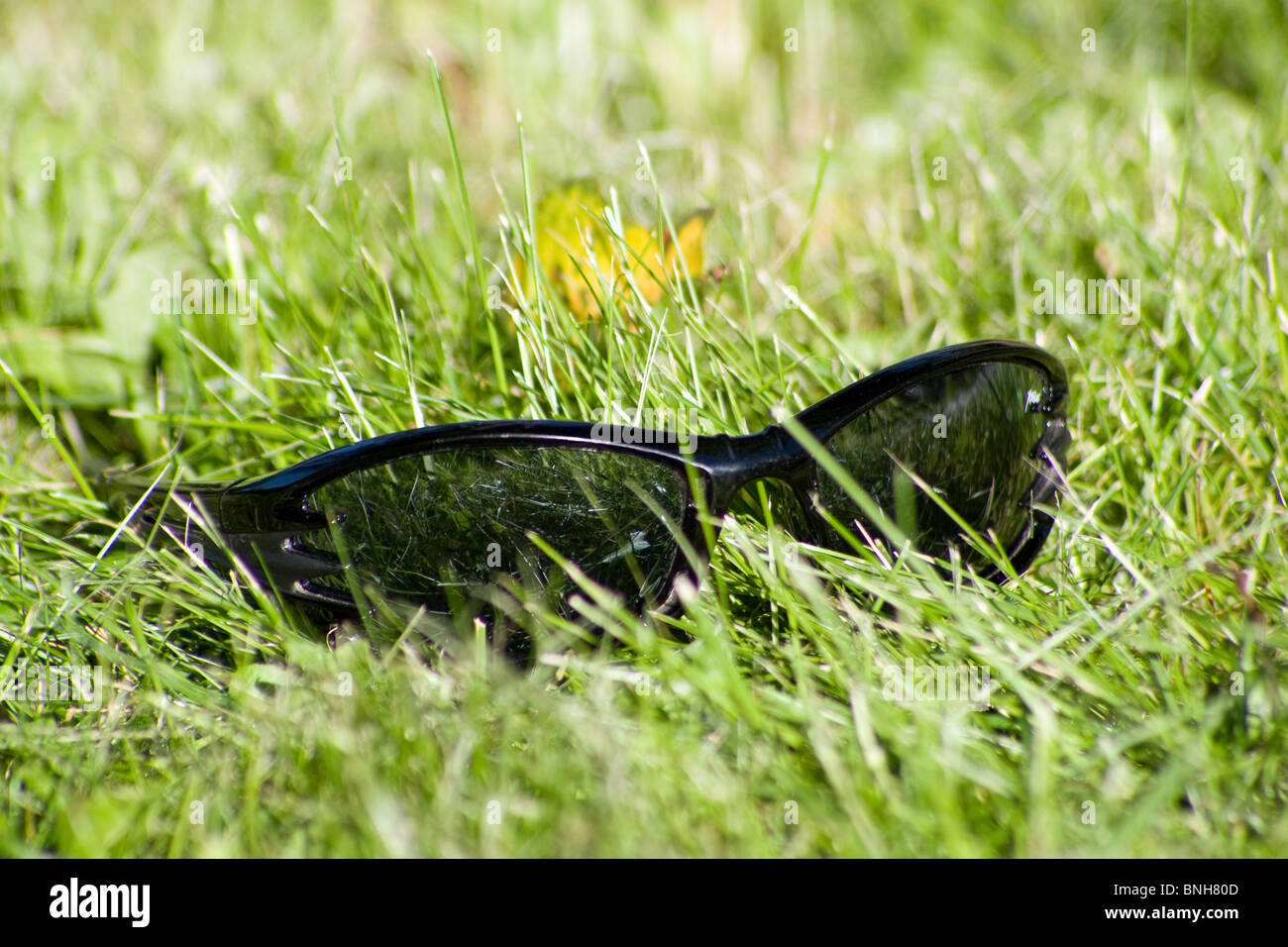 Lunettes Noires dans une herbe. Banque D'Images