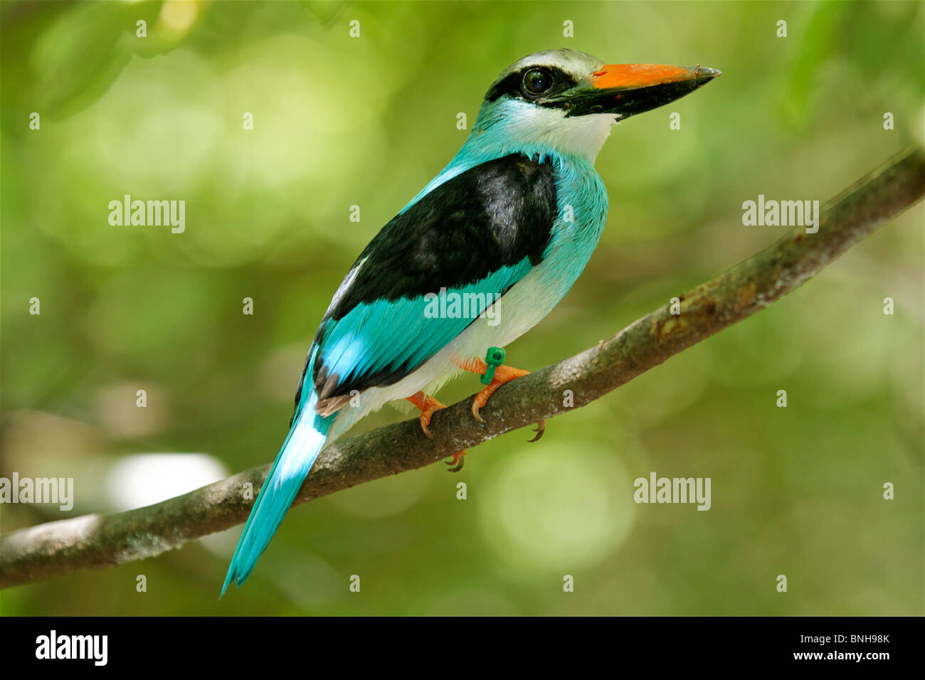 Blue-breasted Kingfisher Kingfisher Halcyon malimbica tree l'Afrique de l'ouest tropicale couleur d'oiseaux colorés bleu Banque D'Images