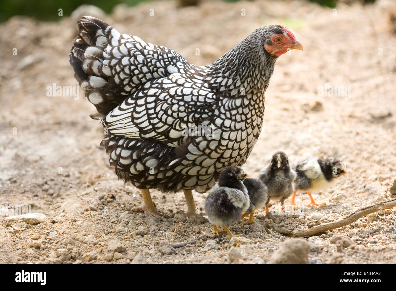 Silver-lacé Wyandotte Poule et poussins (Gallus gallus domesticus). De couver l'éducation de ses propres petits. Banque D'Images