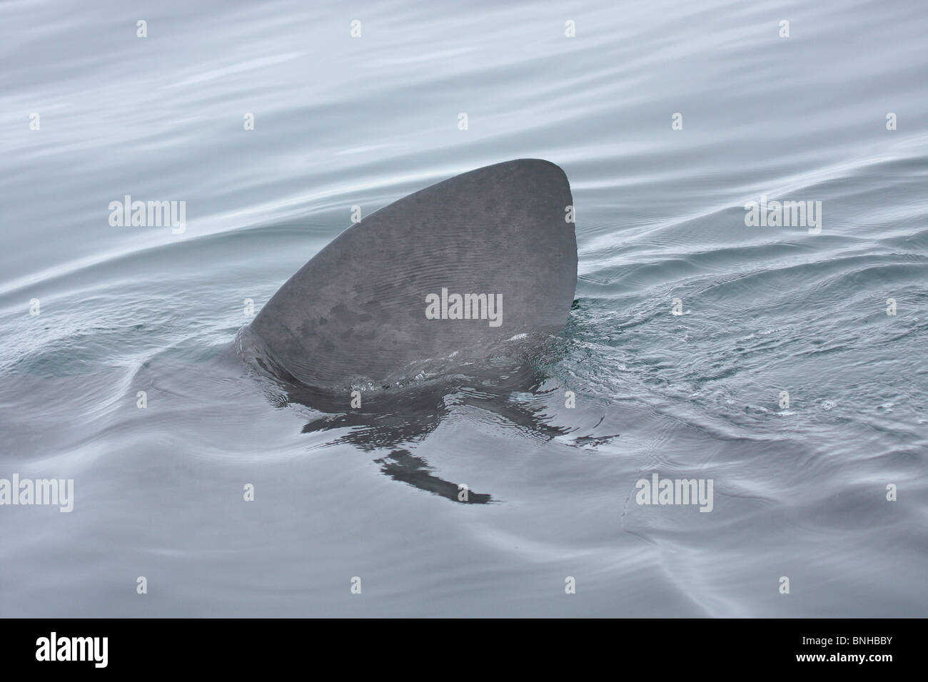 Basking Shark Fin Banque D'Images