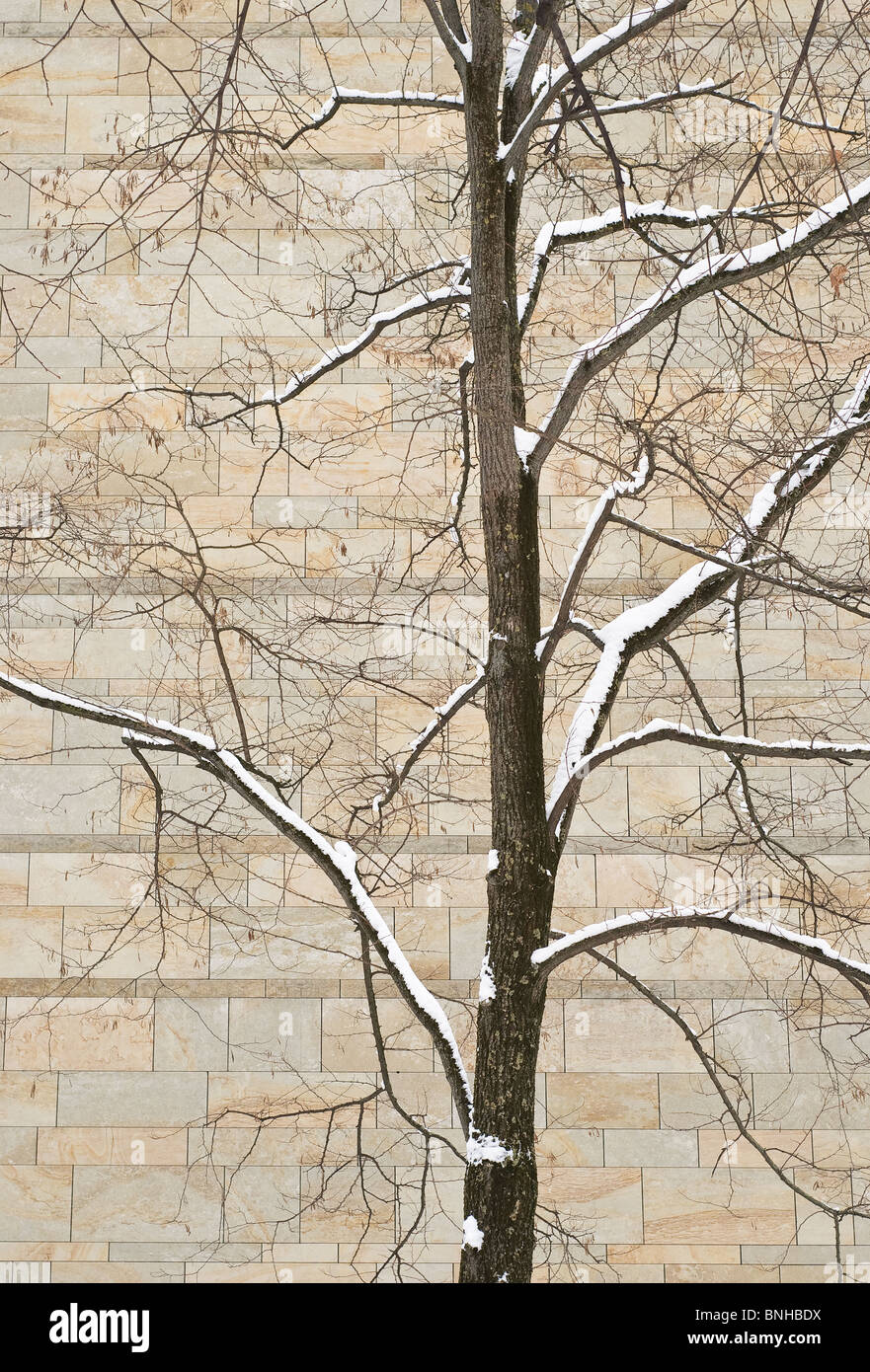 Arbre avec la neige contre un mur de pierre Banque D'Images