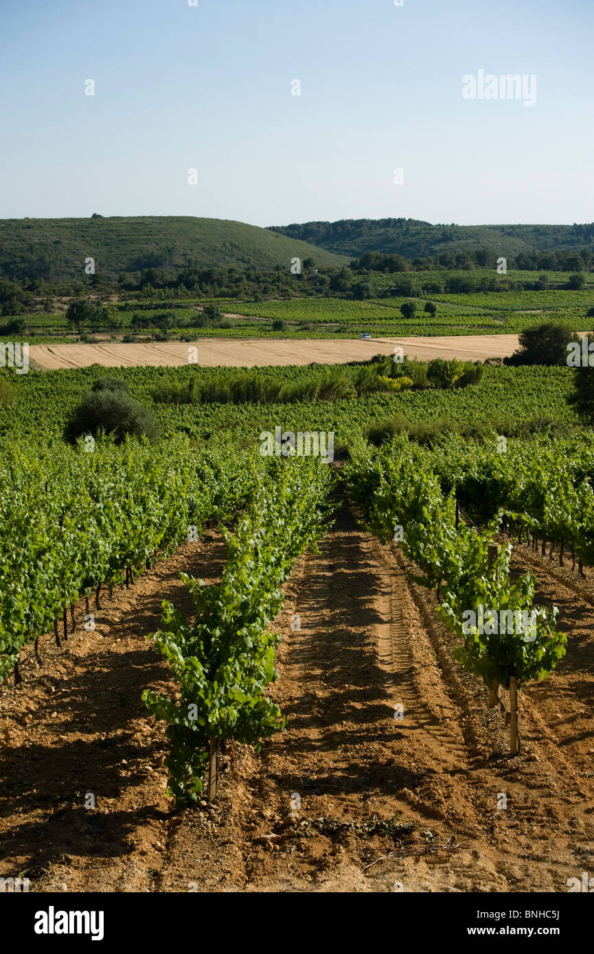Vin d'un vignoble dans le sud de la France Banque D'Images