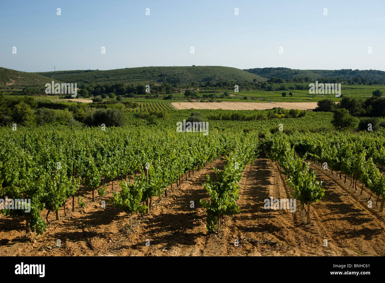 Vin d'un vignoble dans le sud de la France Banque D'Images