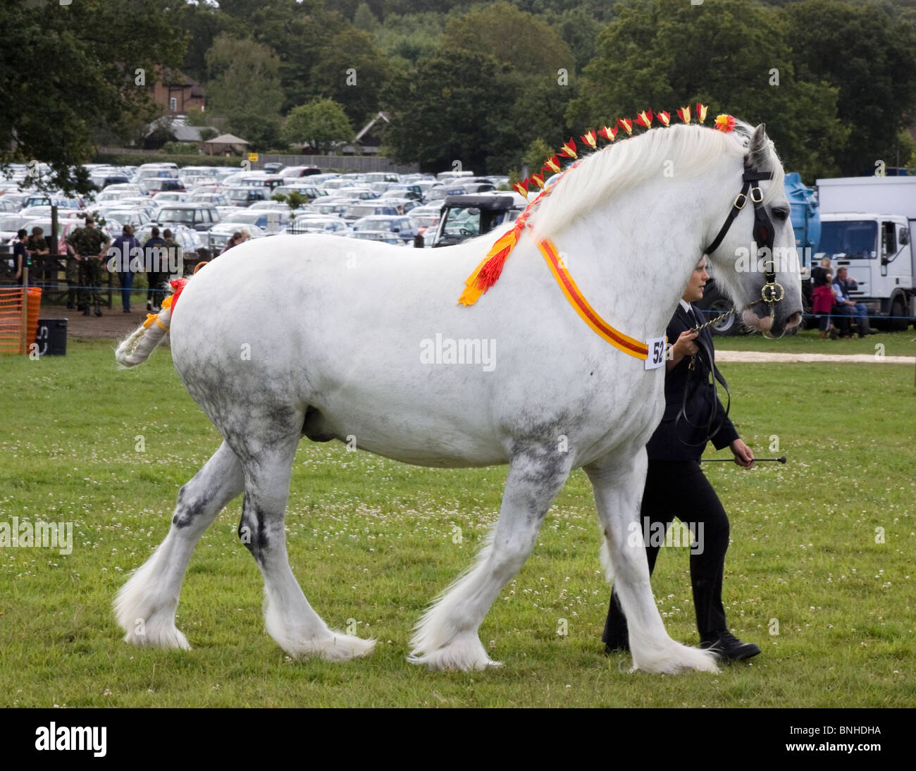 Shire Horse gris dans le concours de chevaux lourds à Cranleigh Show, 2009 Banque D'Images