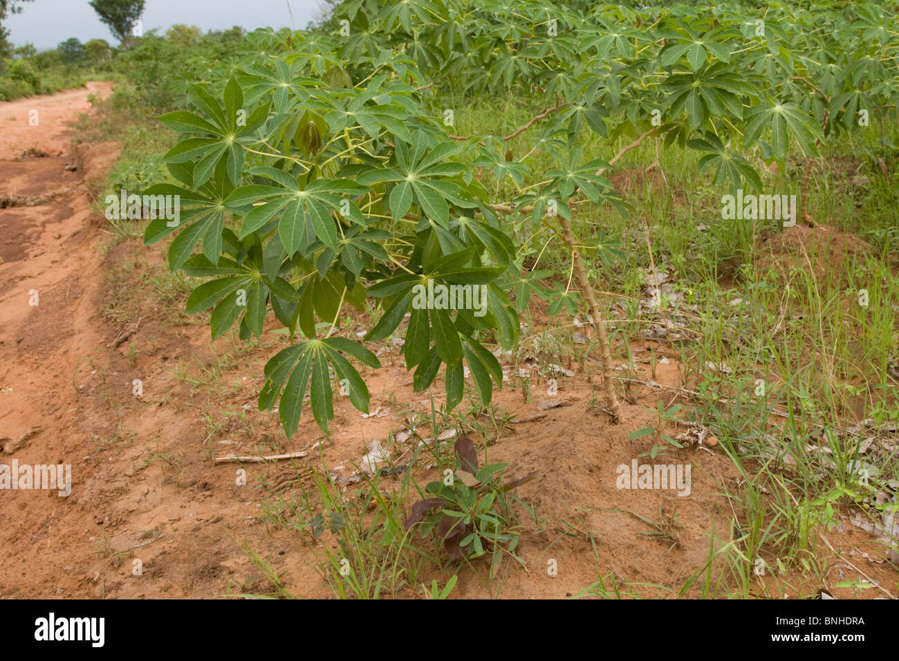 Les plants de manioc cultivé dans le triangle Gonja, au Ghana. Banque D'Images