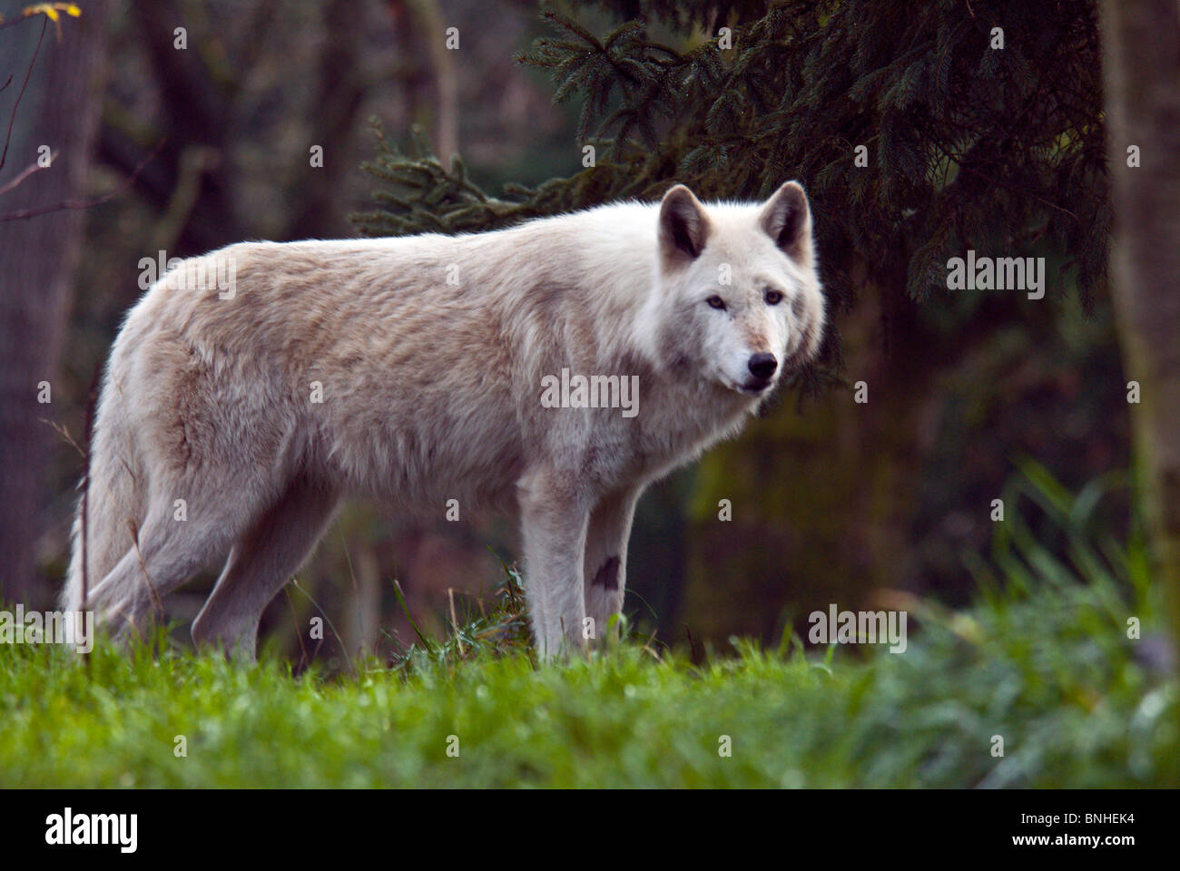 Le loup Canis lupus Helles est tombé 2007 Ein Tier Natur Banque D'Images