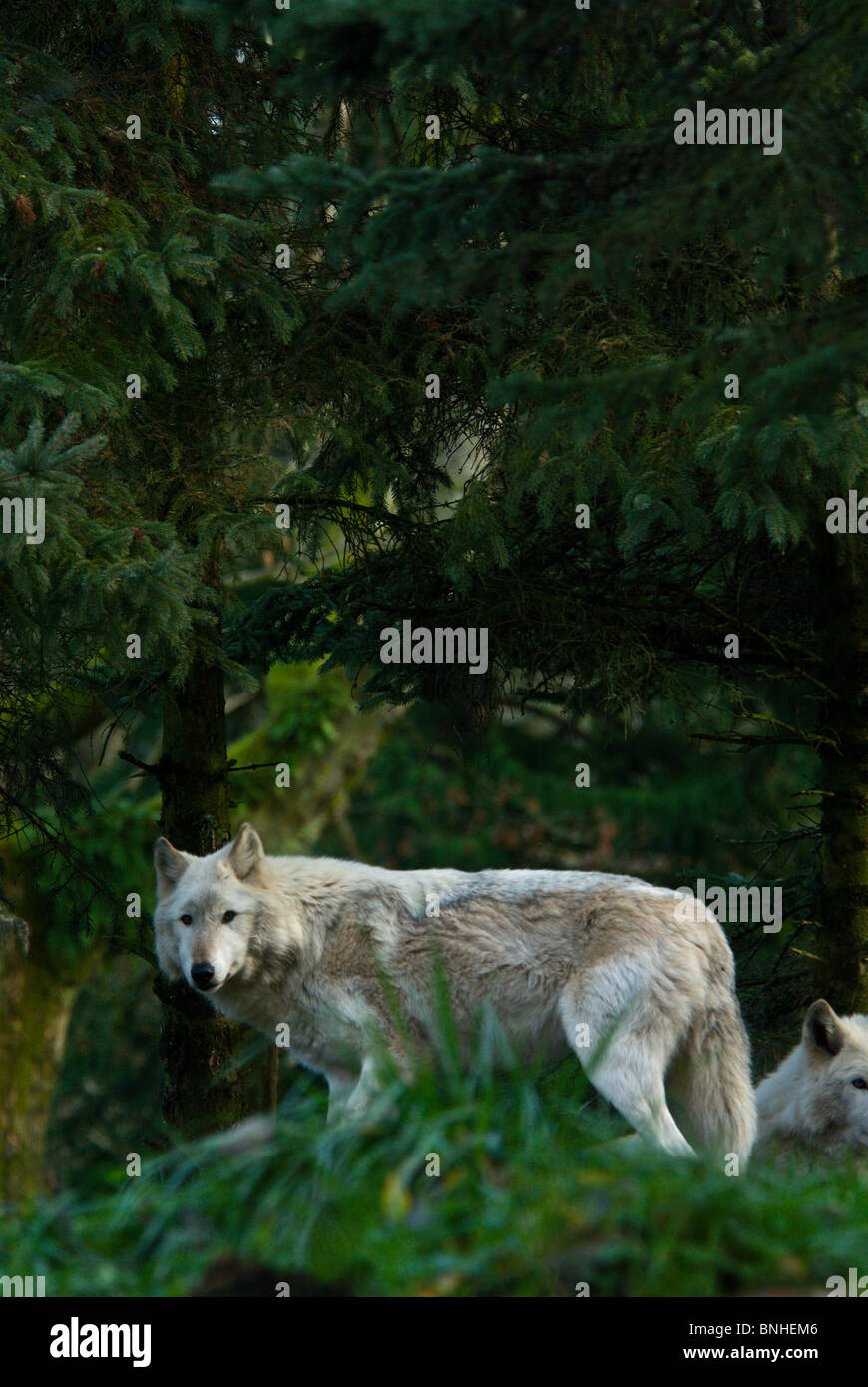 Le loup Canis lupus Helles est tombé 2007 Ein Tier Natur Banque D'Images