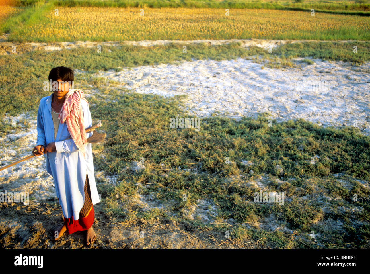 Intrusion de sel dans les terres agricoles du Sind, au Pakistan Banque D'Images