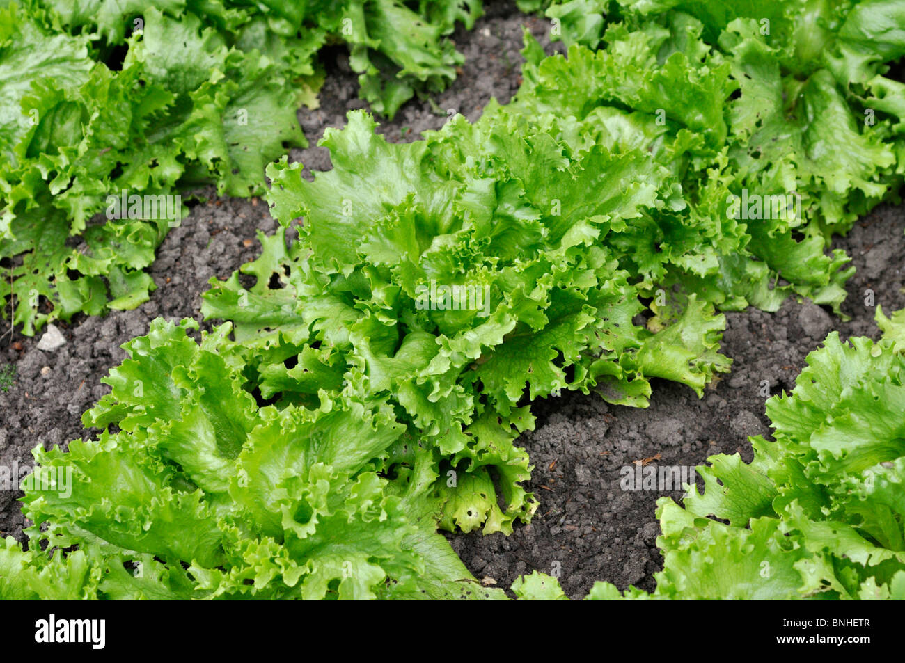 Laitue iceberg (Lactuca sativa var. Capitata) Banque D'Images