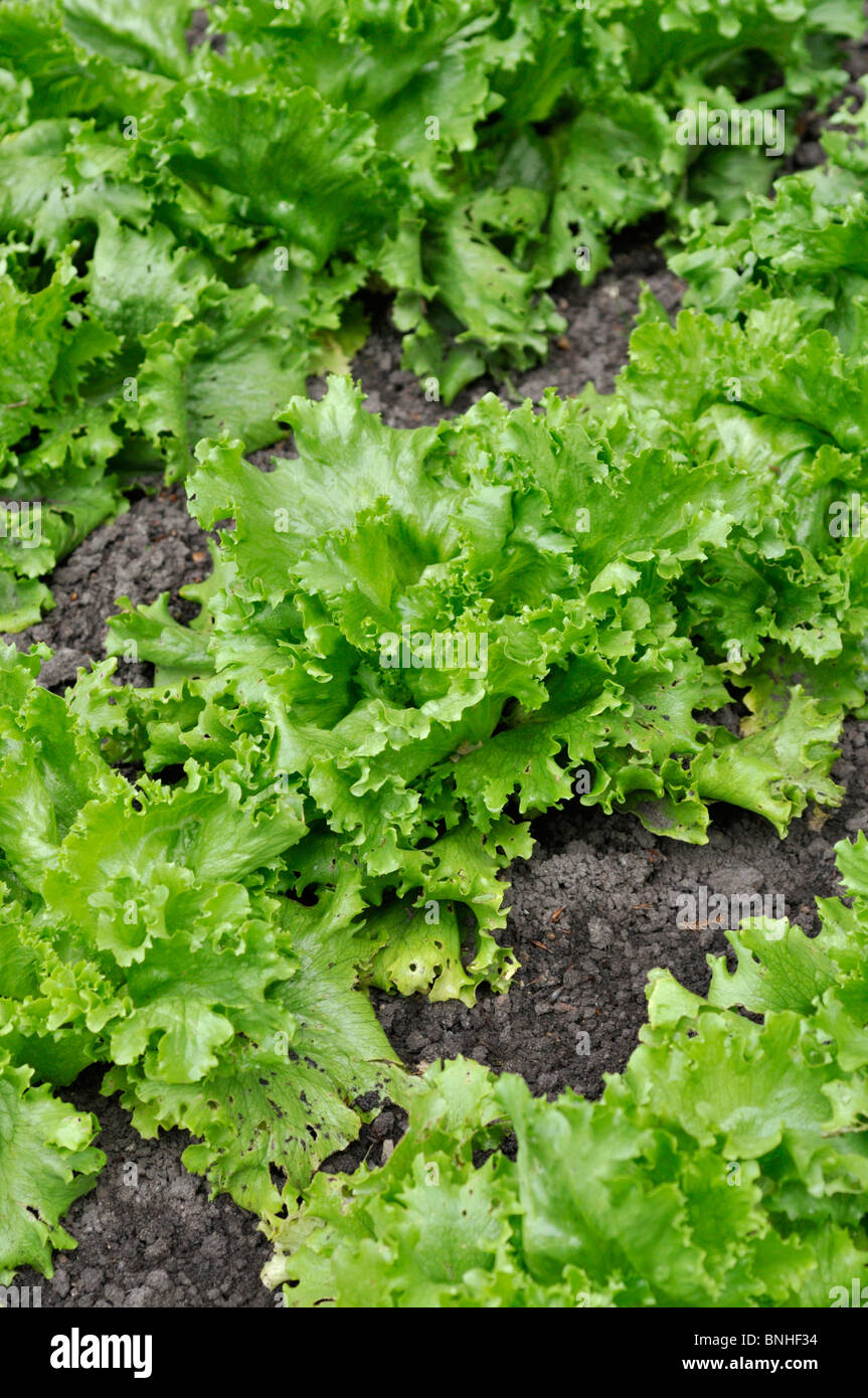 Laitue iceberg (Lactuca sativa var. Capitata) Banque D'Images
