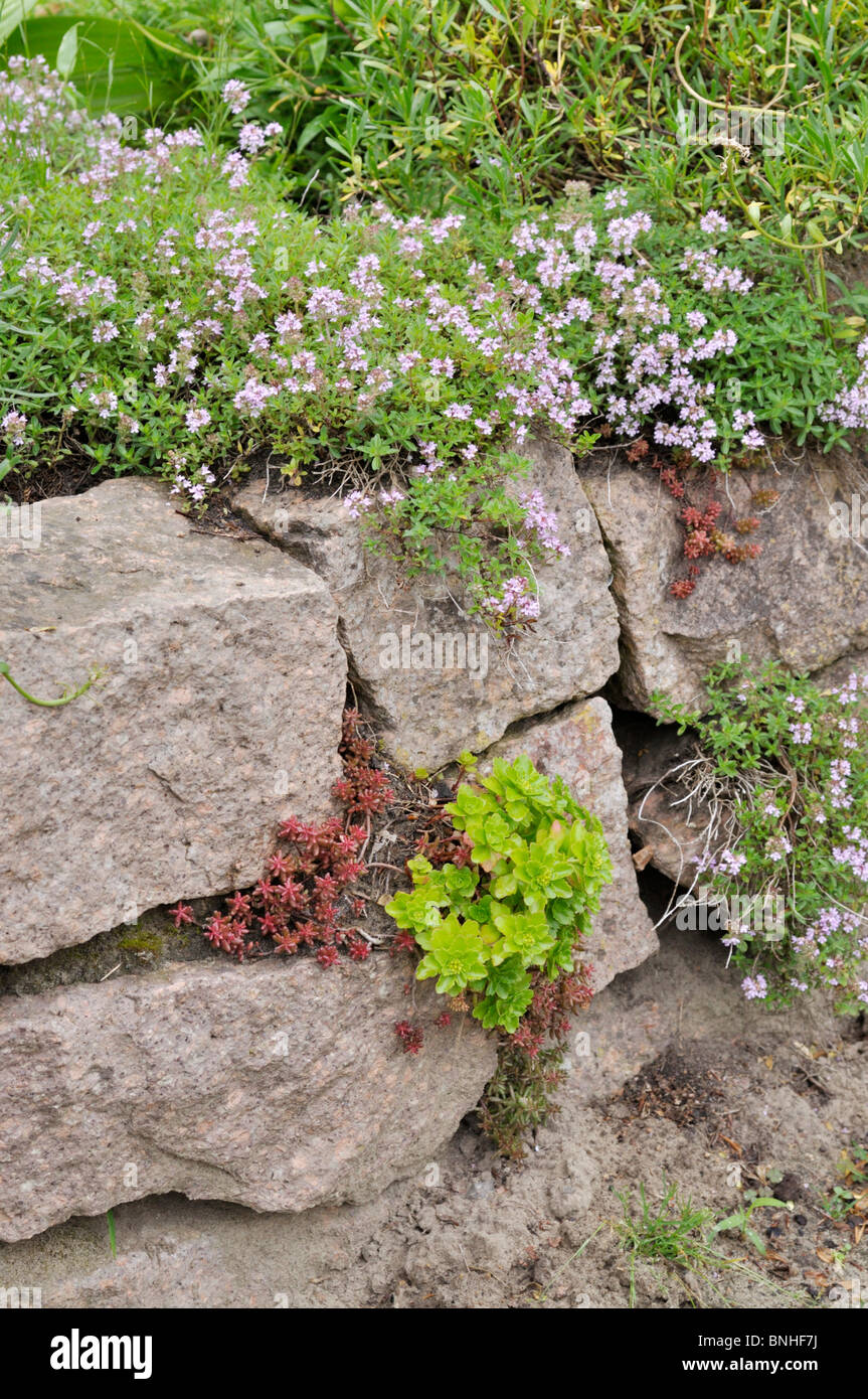 Le thym (thymus) et l'orpin (sedum) sur un mur en pierre sèche Banque D'Images