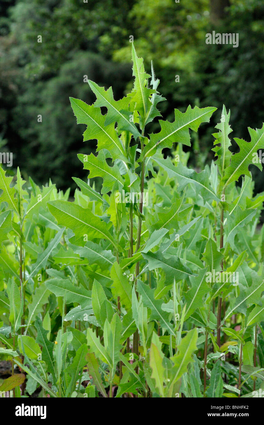 Laitue (Lactuca serriola) Banque D'Images