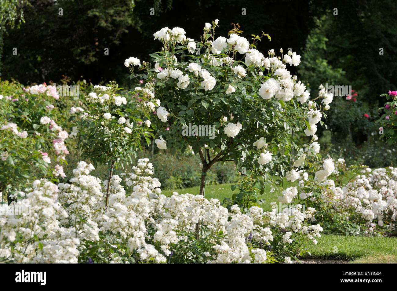 Jardin des Roses avec des roses blanches Banque D'Images