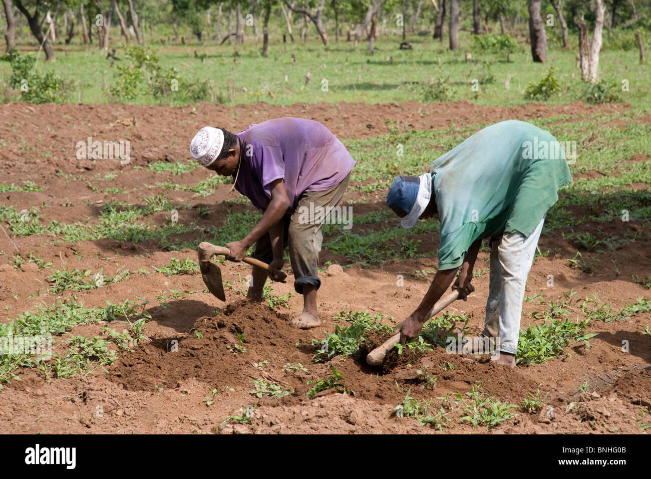 Les jeunes hommes d'une famille dans un village Peul au Ghana. Ils sont le binage le sol en préparation pour les semis de la récolte de maïs. Banque D'Images