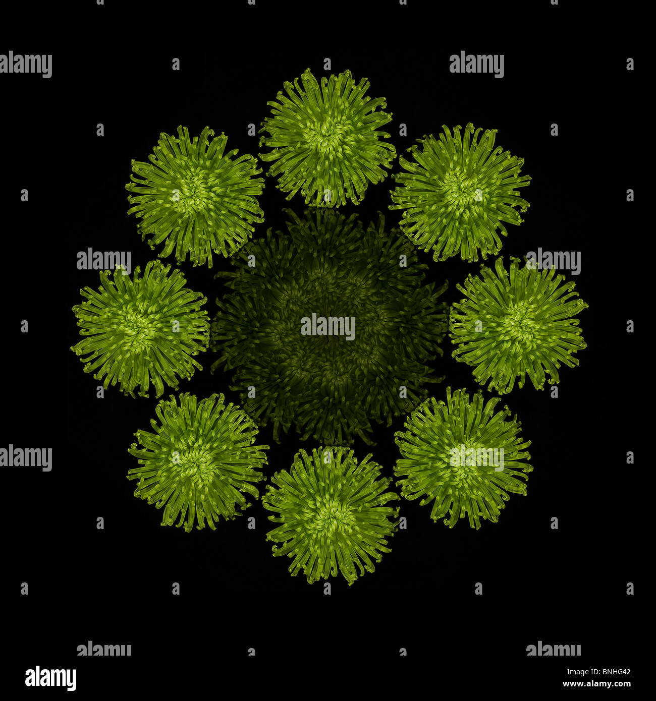 Anneau de chrysanthème vert Banque D'Images