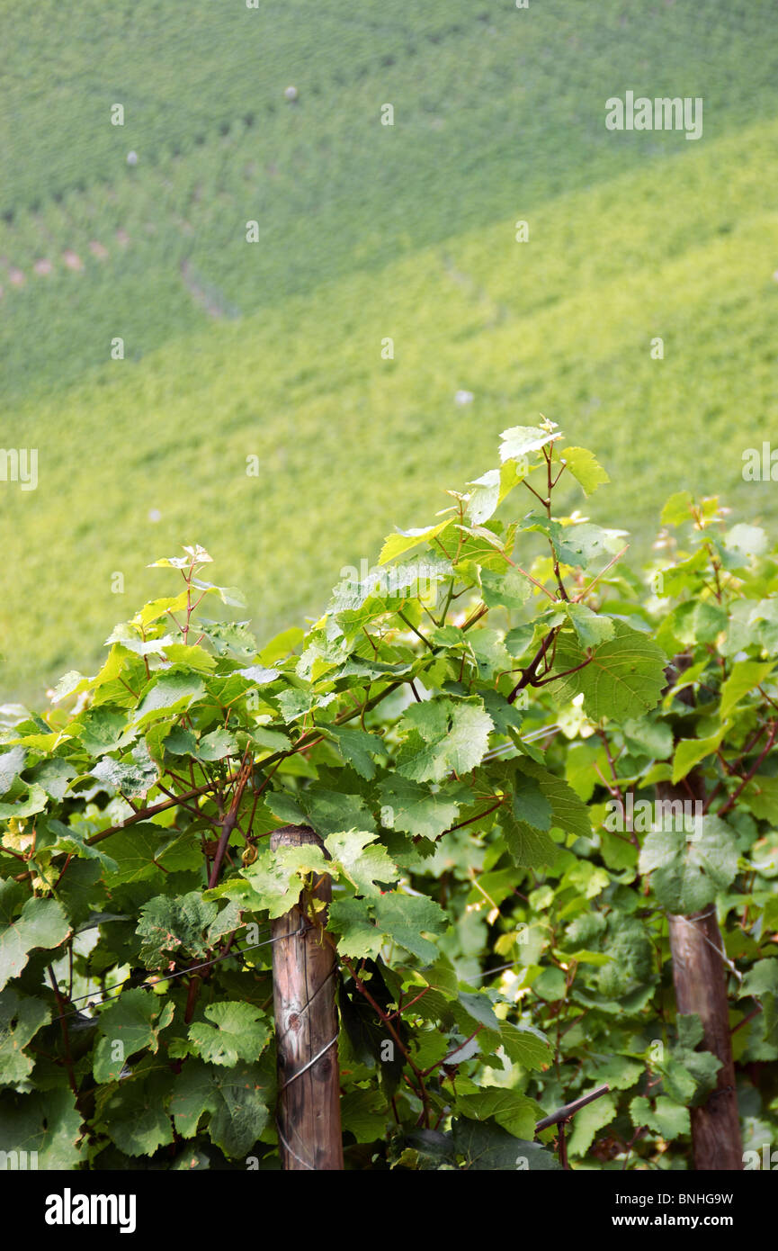 Vignoble dans la Moselle Banque D'Images