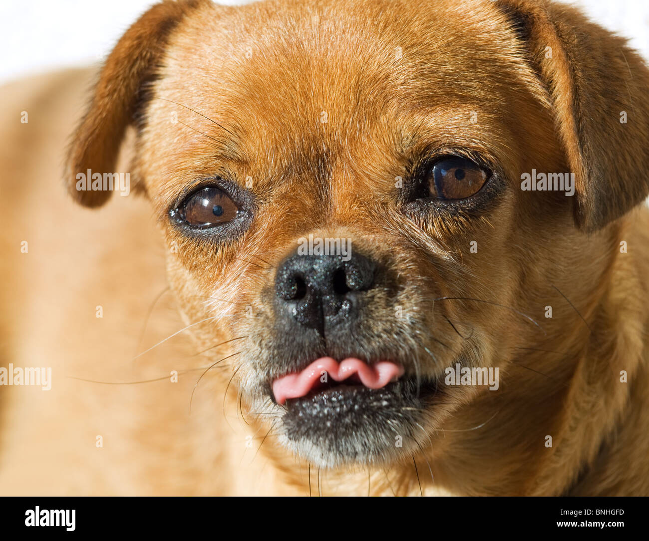 Funny closeup portrait of little doggy avec la langue hors de la bouche. Banque D'Images