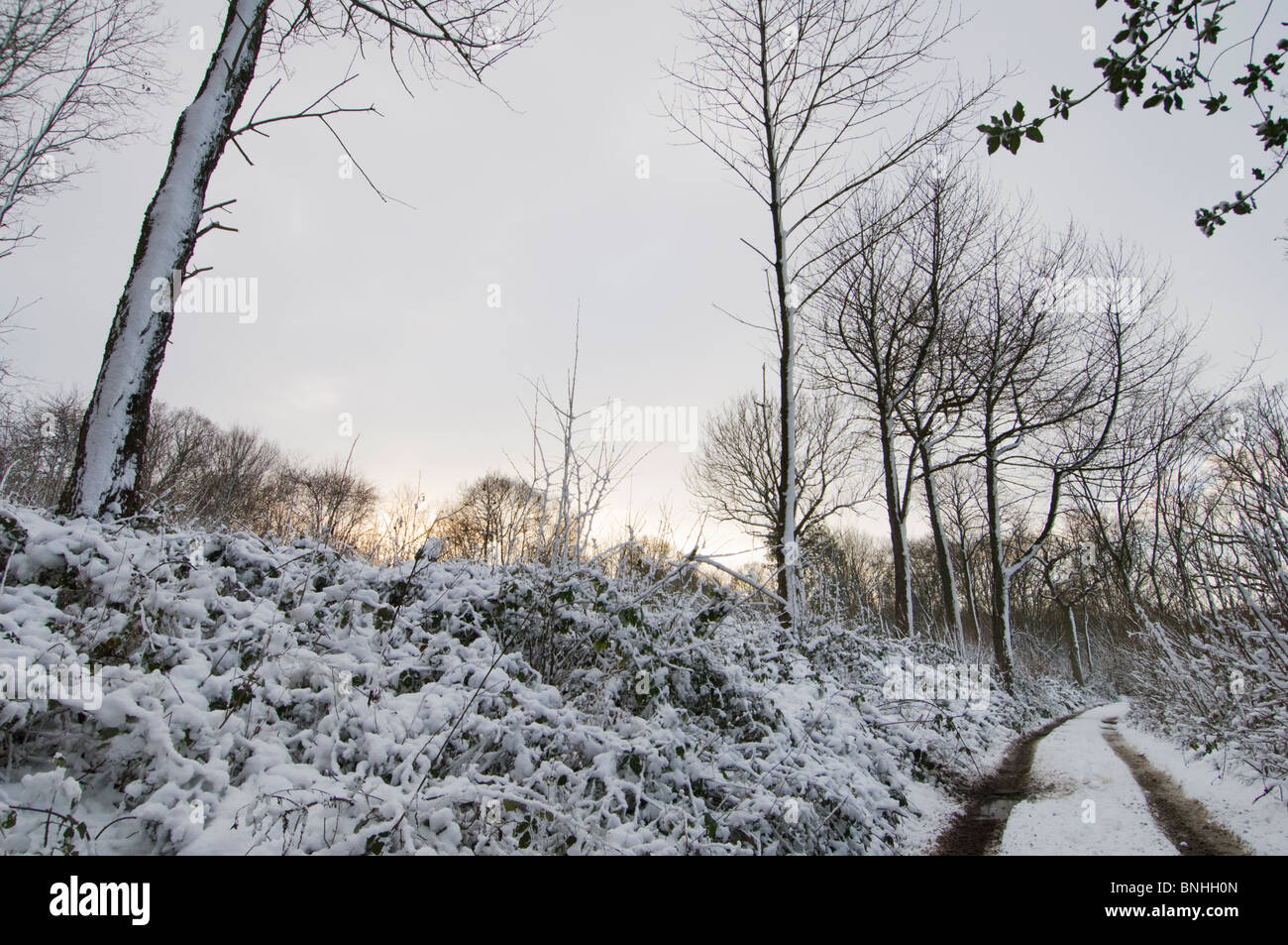 La voie à travers des bois taillis dans la neige, la fin de l'après-midi, Kent, Angleterre. Banque D'Images