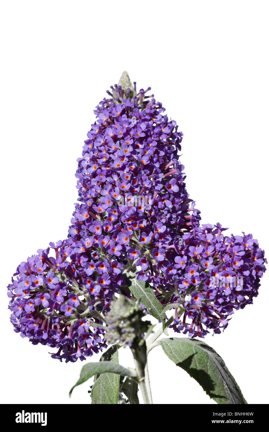 Arbre aux papillons 'Buddleja Lochinch' en fleurs. Banque D'Images