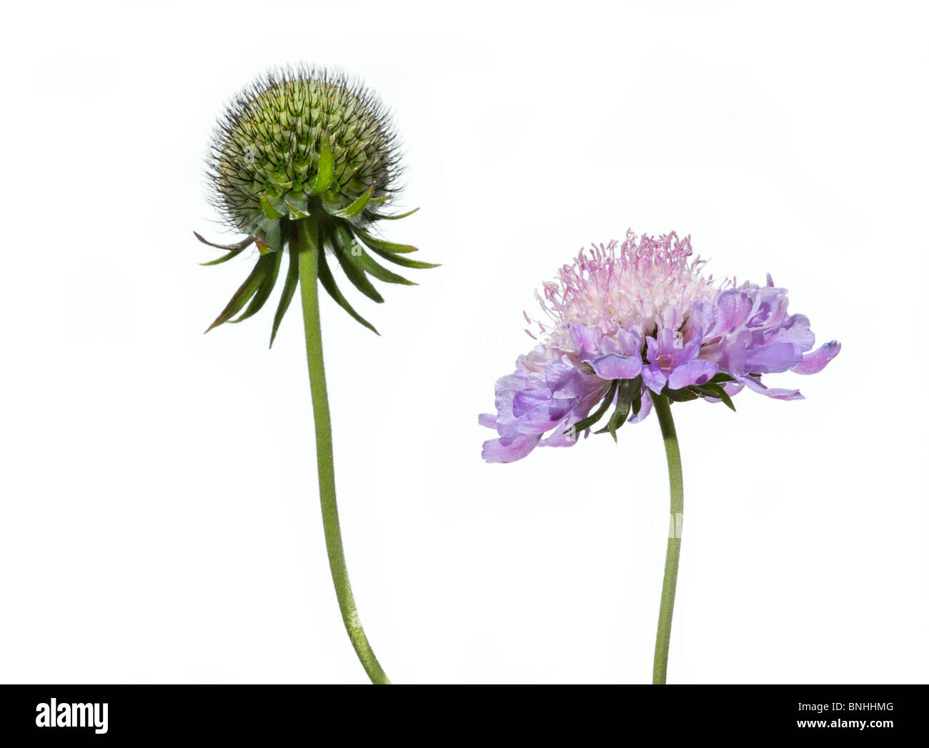 Scabiosa columbaria 'Misty' Papillons against white background Banque D'Images
