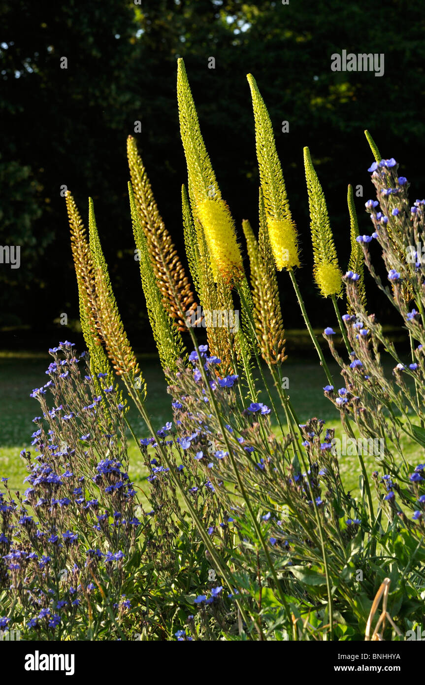 Lily la sétaire verte (eremurus) et grand bleu orcanette (Anchusa azurea) Banque D'Images