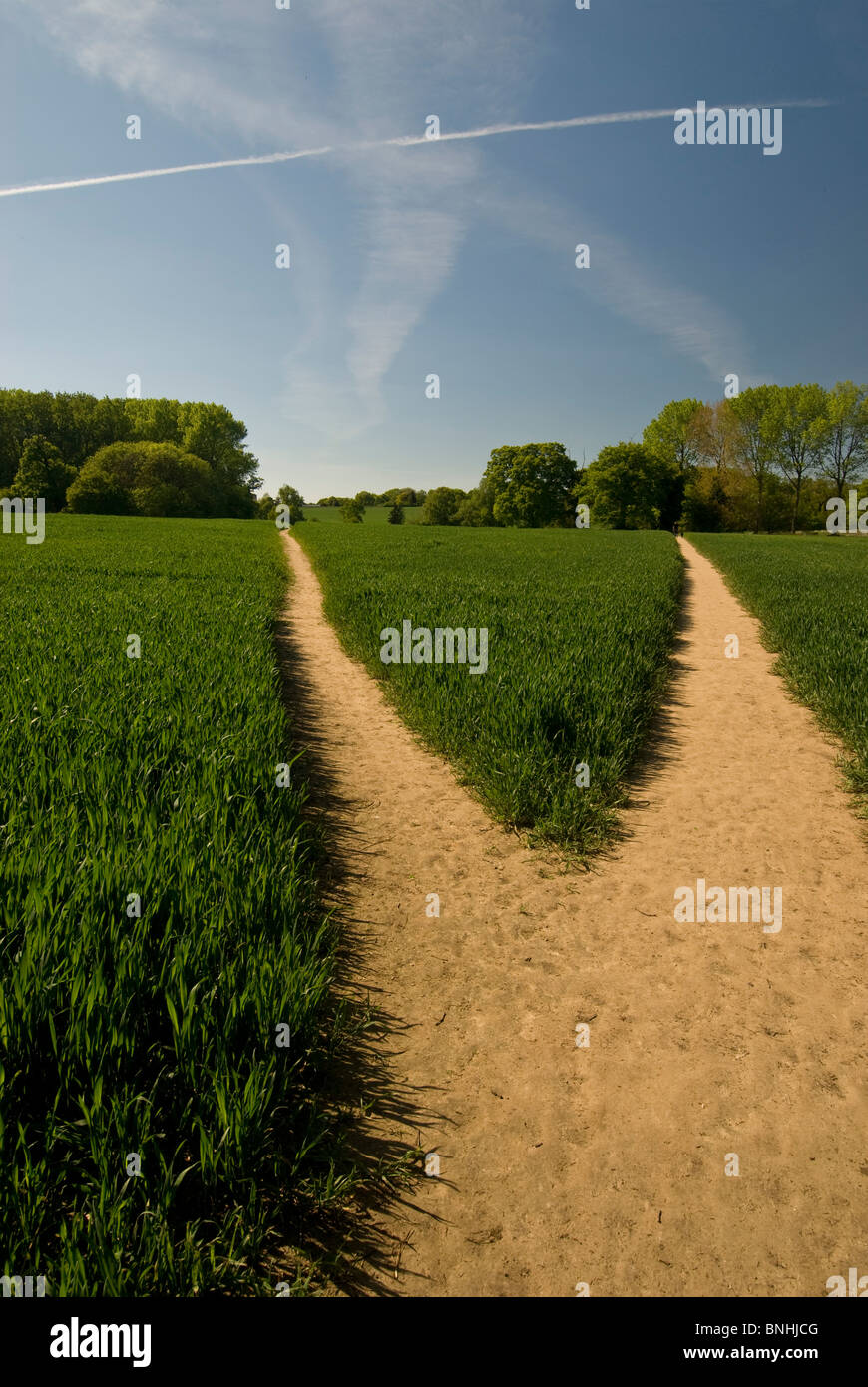 Deux chemins au champ de blé dans la campagne anglaise près de berges de la rivière Orwell, près de borne Mill, dans le Suffolk. Banque D'Images