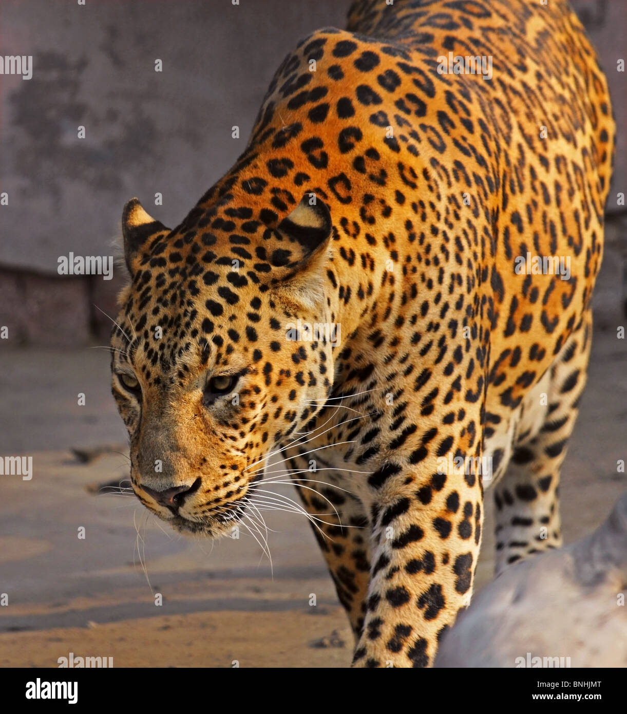Leopard portrait. Photo prise dans le Zoo de New Delhi, Inde Banque D'Images