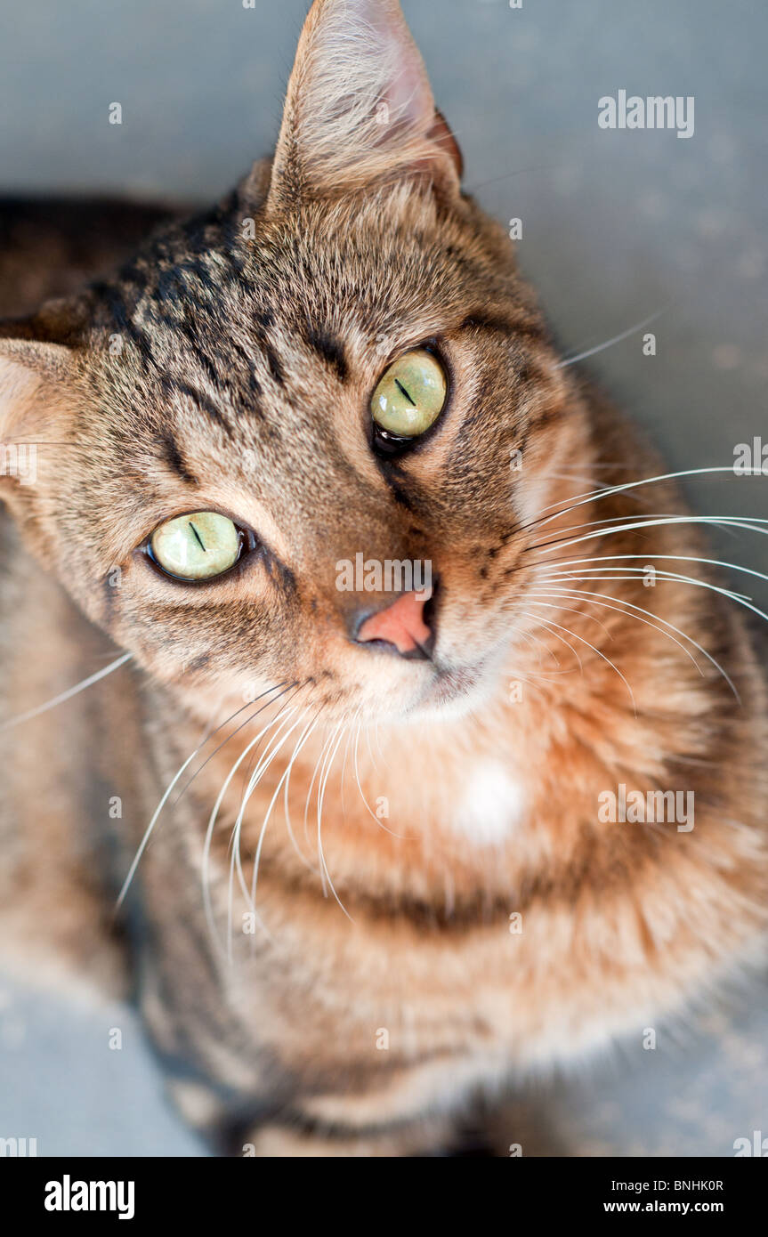 Portrait de chat montrant un jeune mâle tabby regardant vers le haut Banque D'Images