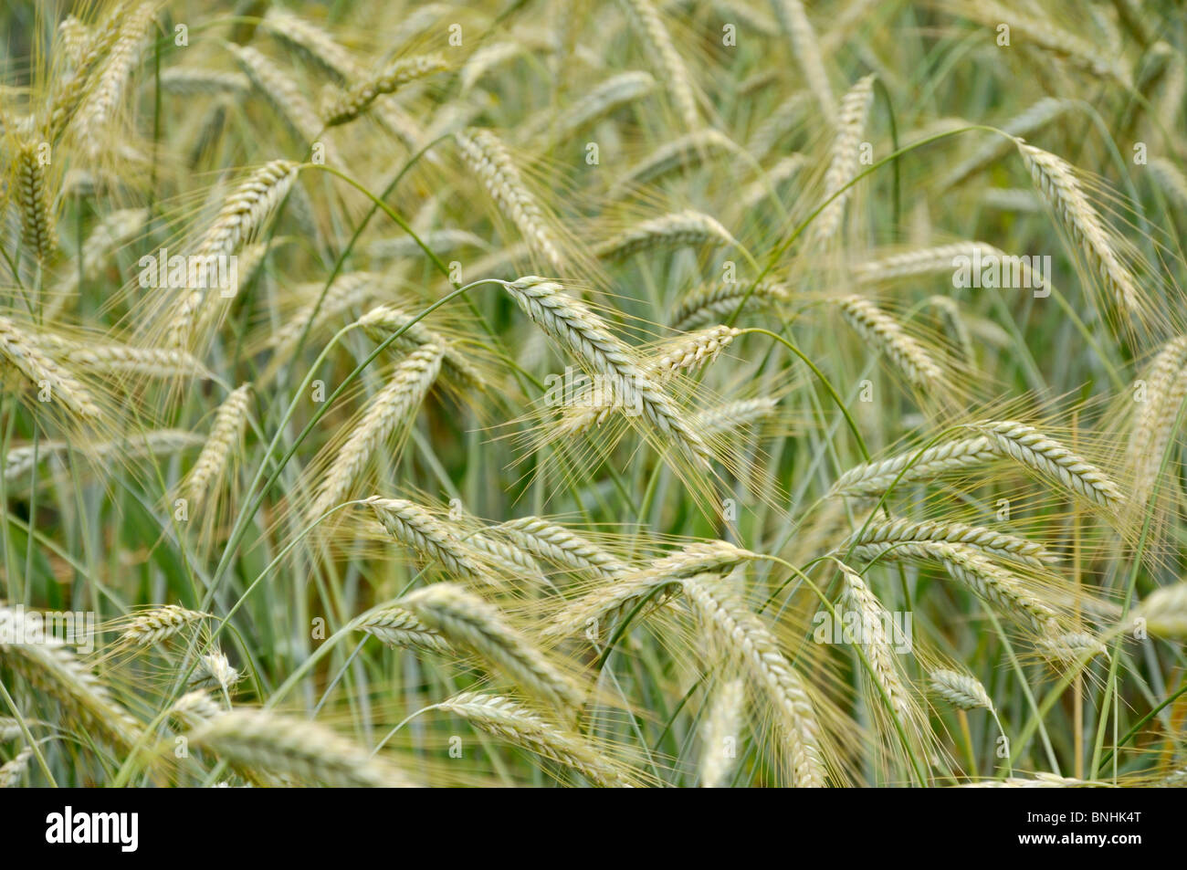 Triticale (Triticum secale x) Banque D'Images