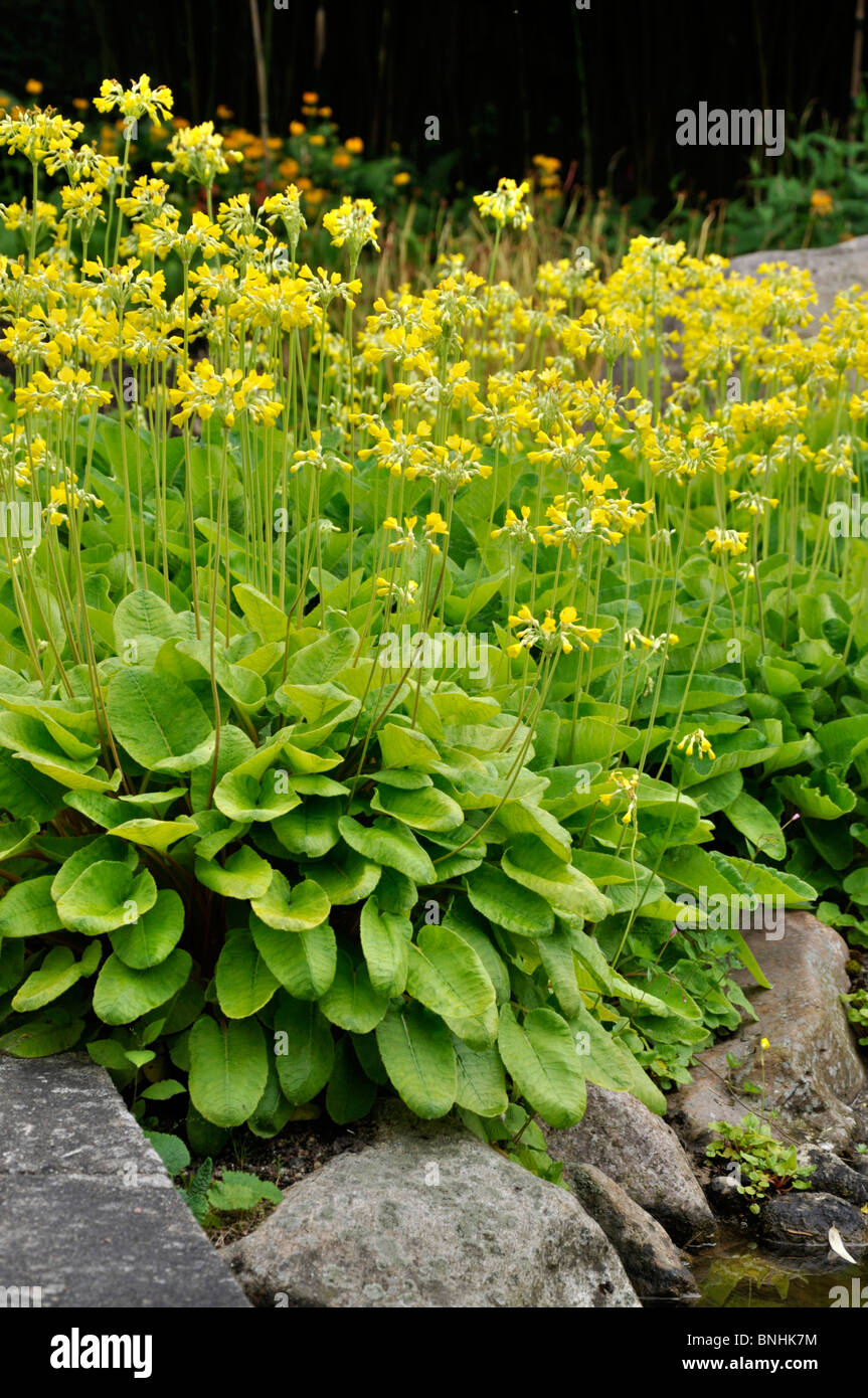 Candelabra primevère (Primula chungensis) Banque D'Images