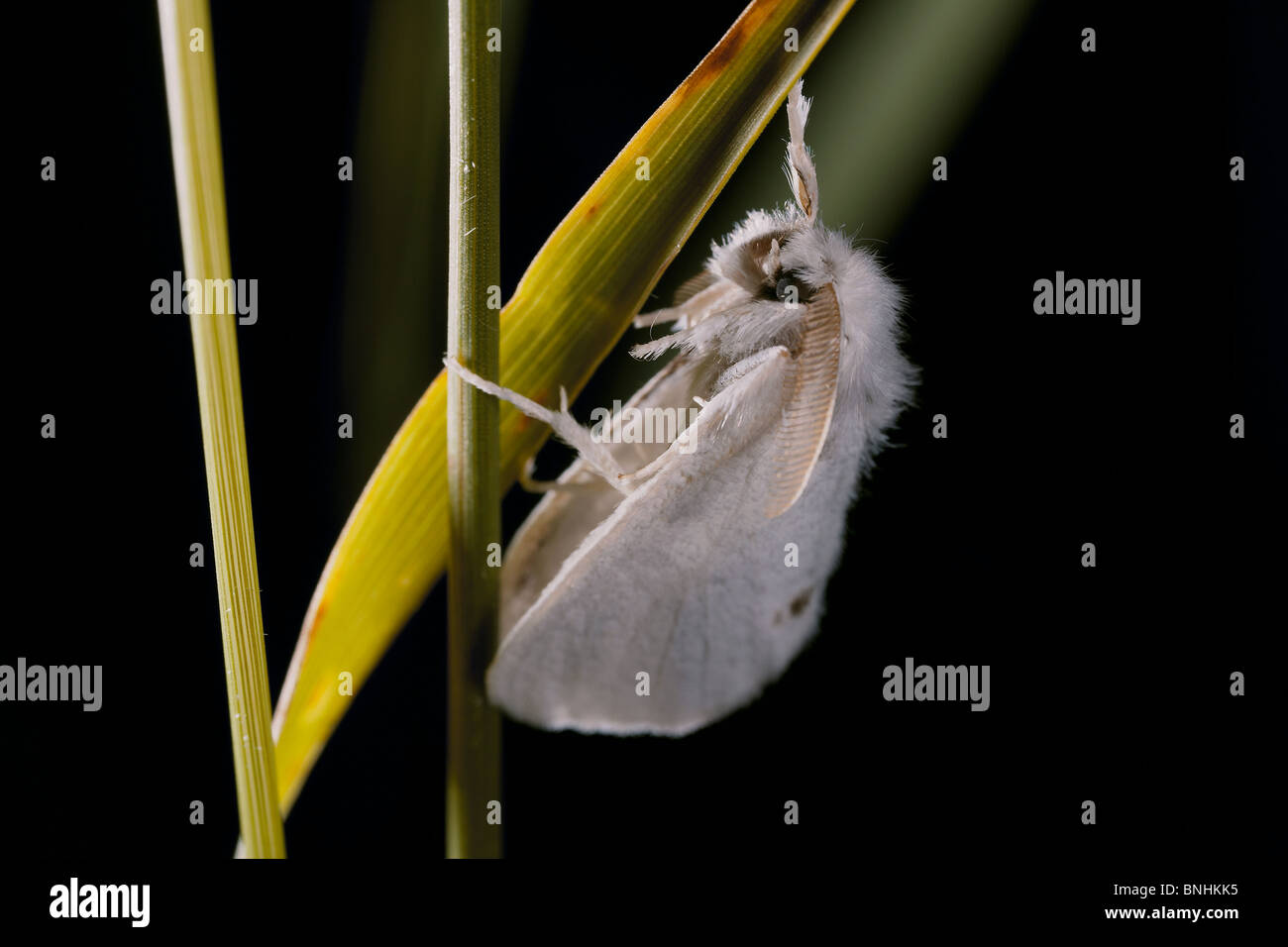 Queue jaune, Euproctis similis houppes, sur Crowle Moor nature reserve, Lincolnshire, Royaume-Uni. Banque D'Images