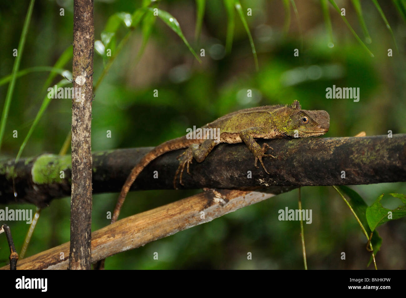 L'Équateur Enyalioides lézard bois forêt forêt nature bois tropical tropic Napo Wildlife Center Yasuni communauté Quechua Banque D'Images