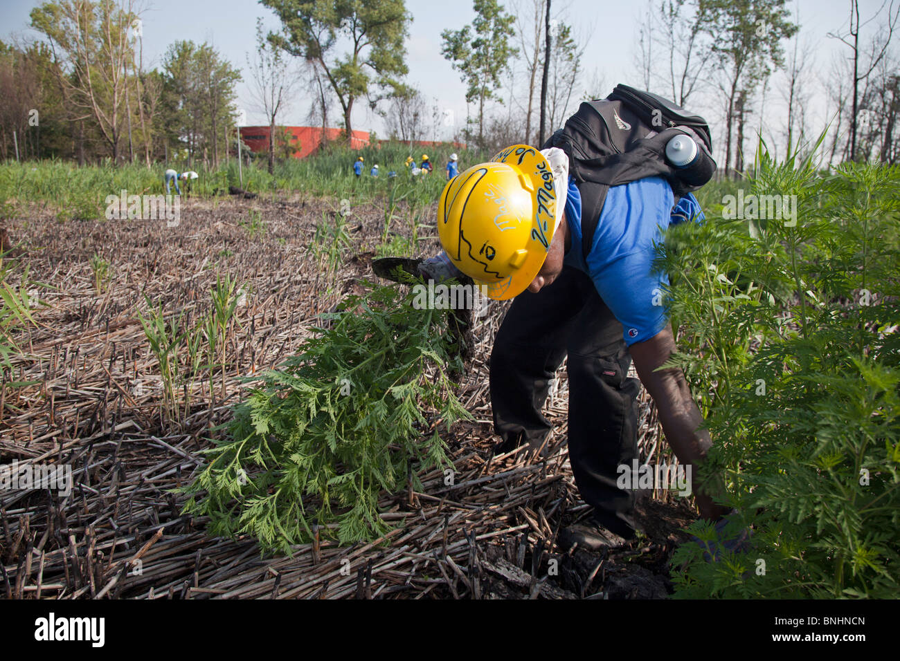 Les étudiants qui travaillent dans le programme d'emplois d'été déposer les Plantes envahissantes des milieux humides de la région de City Park Banque D'Images