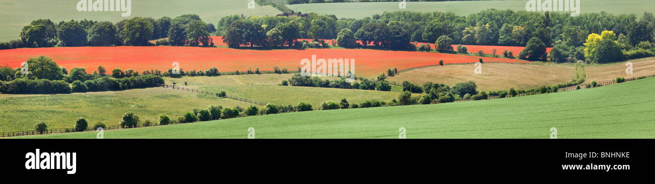 Un immense tapis de coquelicots (Papaver rhoeas) été, Bedfordshire Banque D'Images