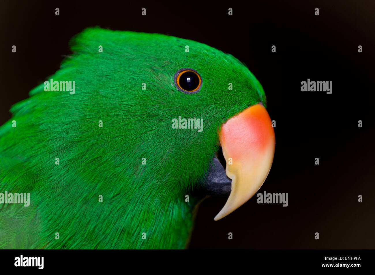 Perroquet vert 'Ecletto Molucche delle' (Eclectus Roratus Roratus) Banque D'Images