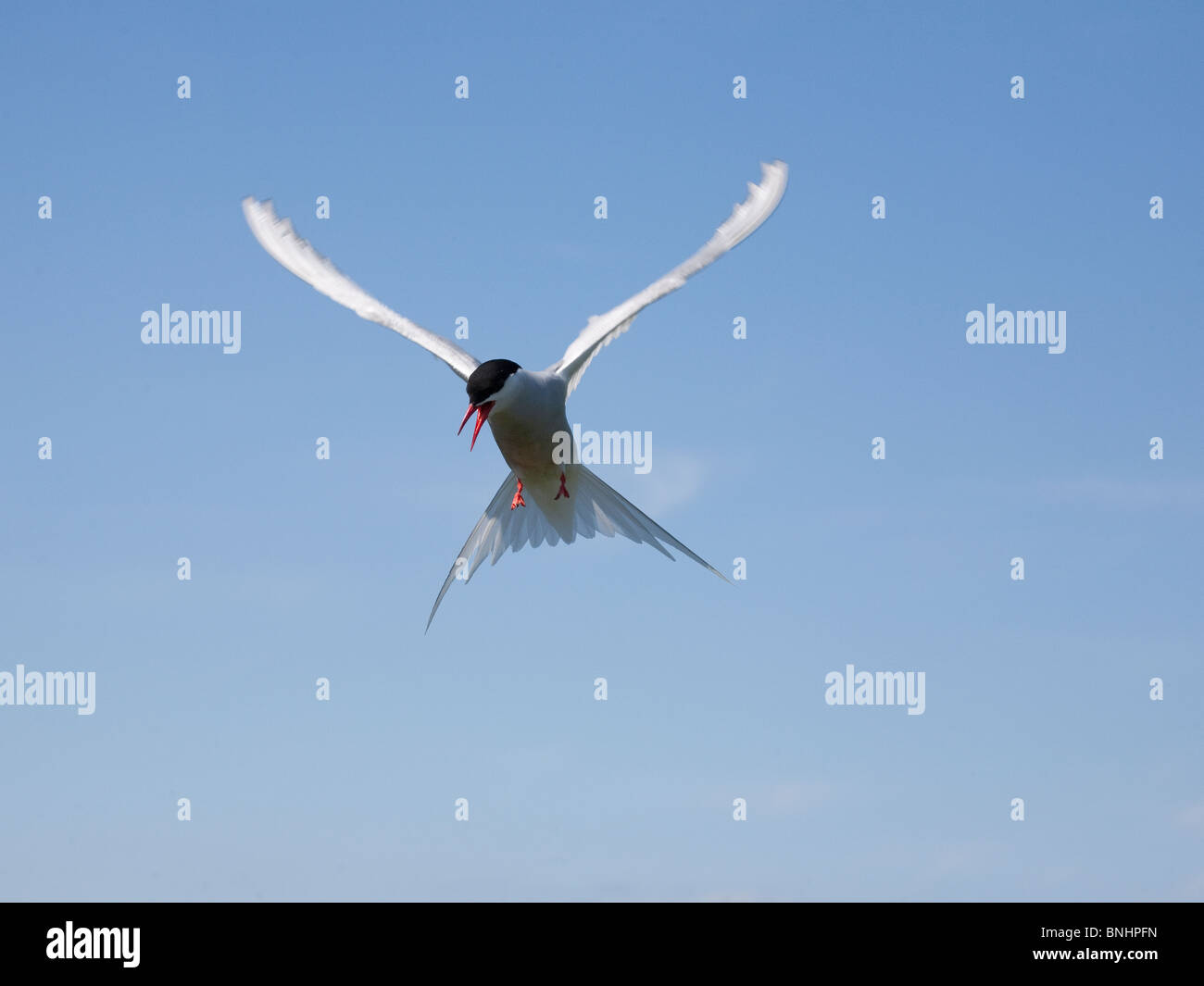 Sterne arctique Sterna paradisaea planant au-dessus des sites de nidification sur les îles Farne, Northumberland, England Banque D'Images
