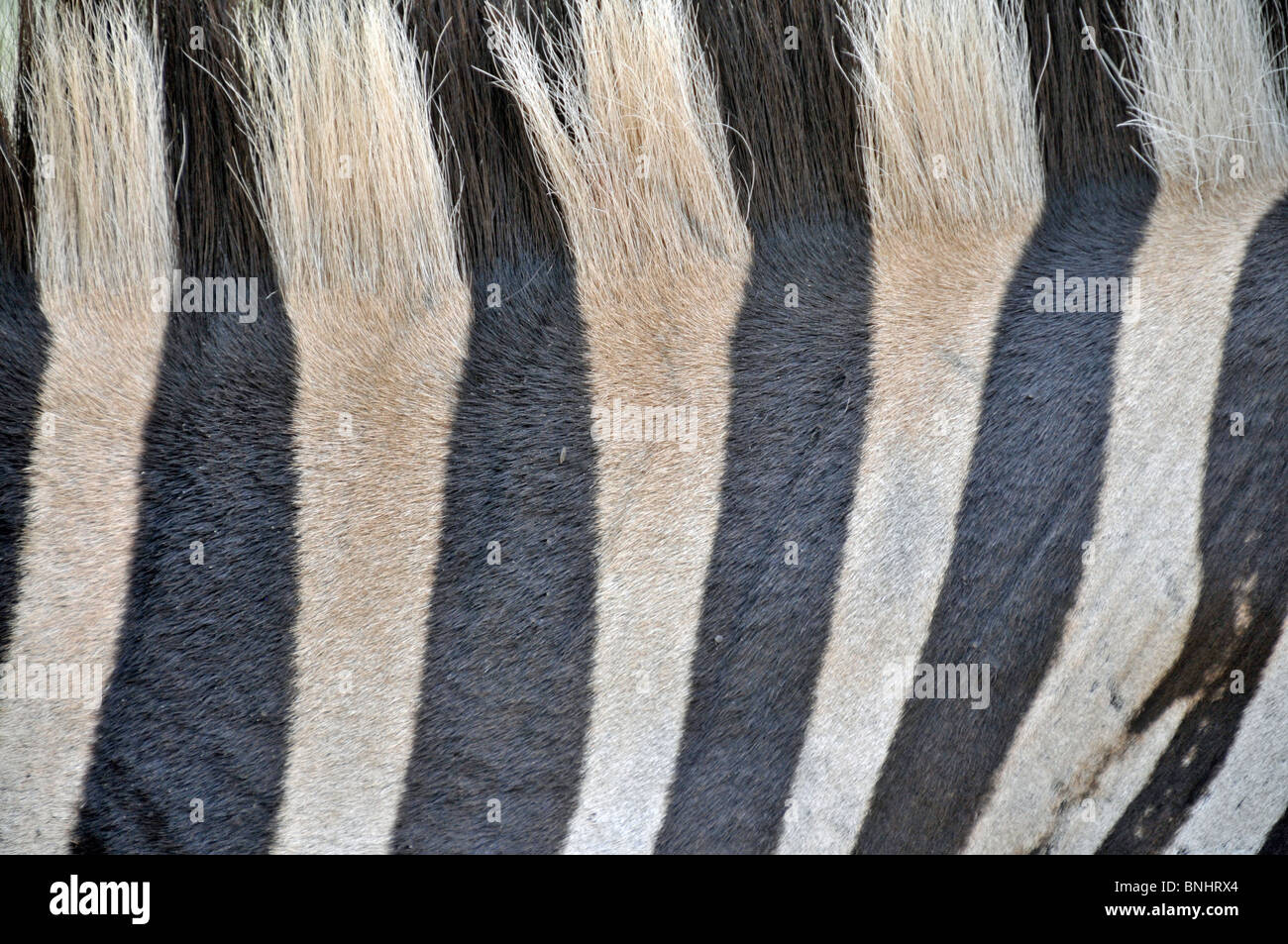 Zèbre des plaines Equus quagga Hluhluwe-Imfolozi Park l'Afrique du Sud Réserve faunique Zebra Détail Close-up rayures noir-blanc Banque D'Images