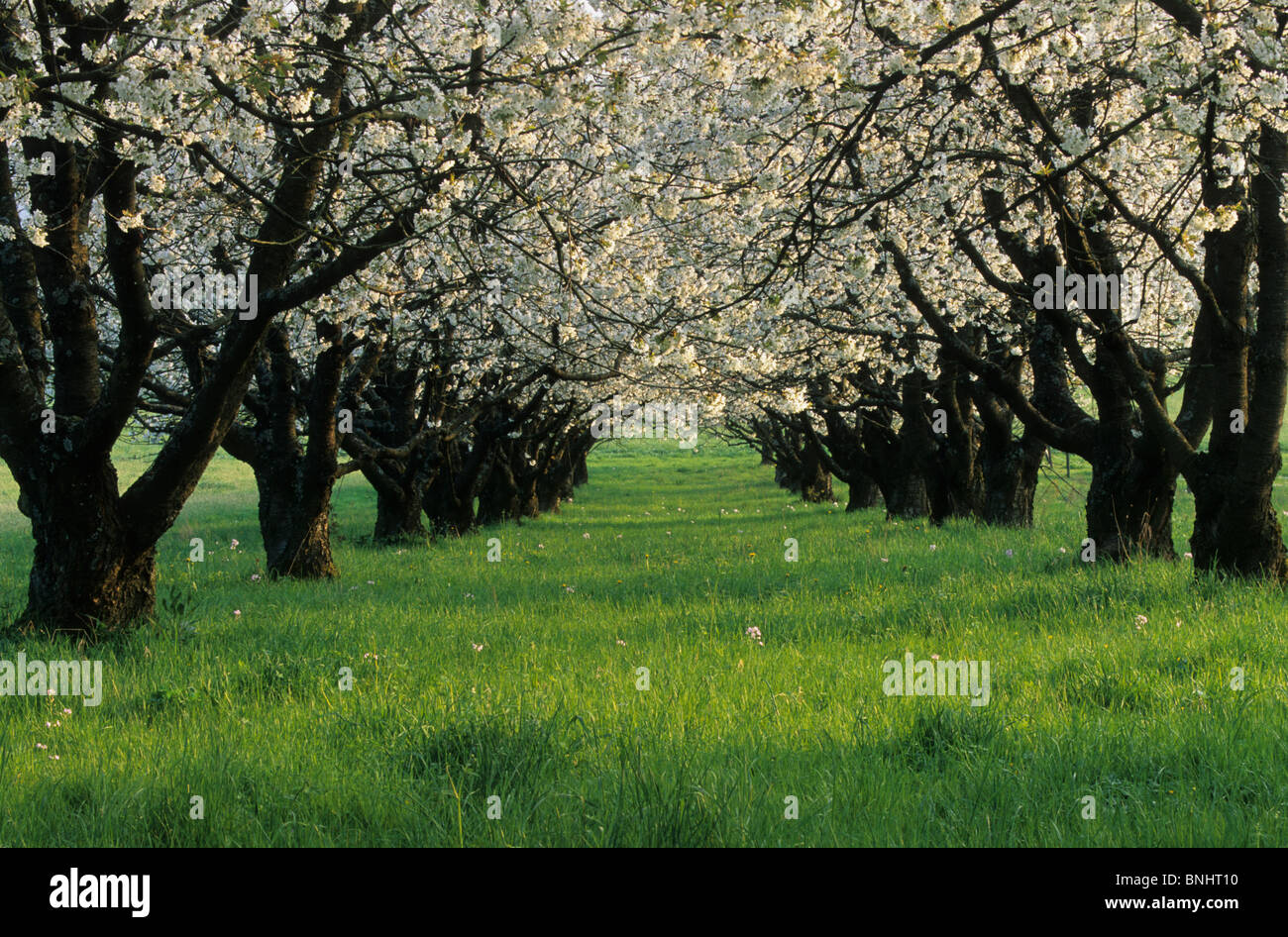 Europe Suisse Canton de Bâle Baselland Oberwil printemps printemps arbres arbre fleur de cerisier en fleurs fleurs Banque D'Images