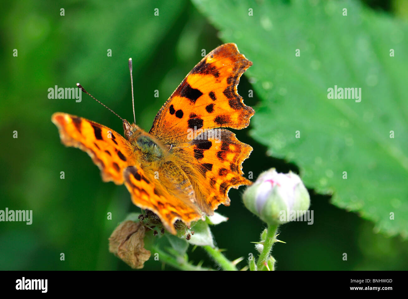 Comma Butterfly Polygonia c-album Banque D'Images