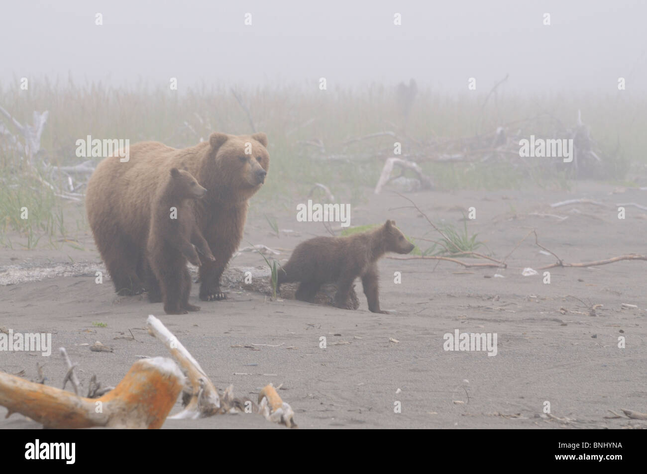 Stock photo d'un ours brun côtières de l'Alaska de truies et deux oursons debout sur la plage, dans le brouillard, Lake Clark National Park. Banque D'Images