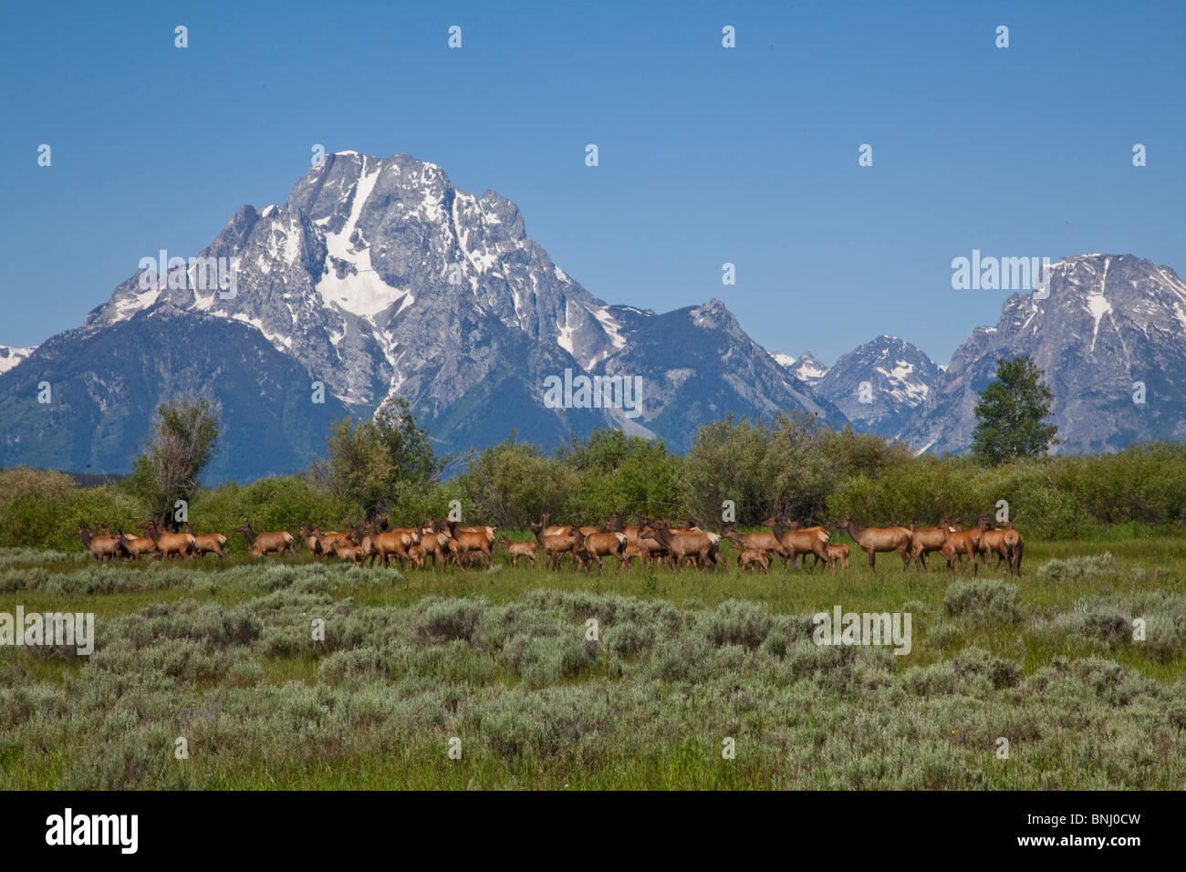 Troupeau de wapitis dans le Grand Teton NP. Banque D'Images